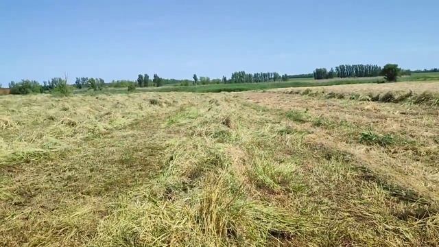 Сгребание сена в валки. Сенокос 2022. Сложности работы. смотреть онлайн