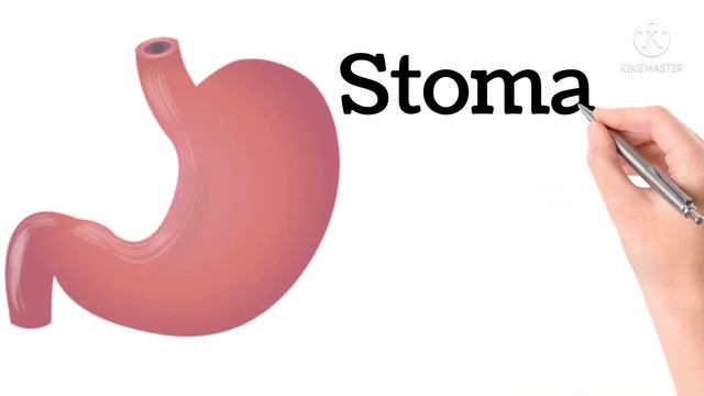 Internal Body Parts Name in Hindi and English || Load Gyan смотреть онлайн