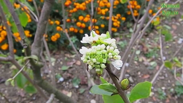 ЮБК Цветение сирени в начале зимы. South Coast Blooming lilacs beginning of winter смотреть онлайн