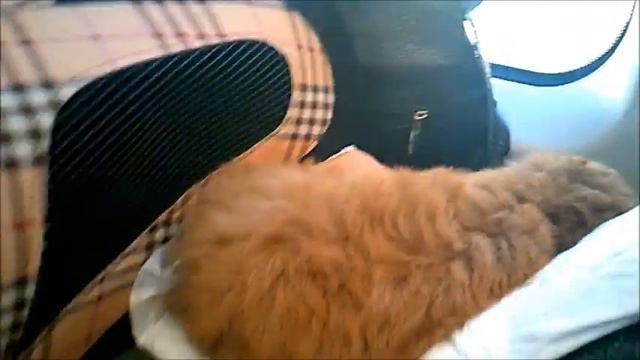 Разрешен провоз животных поездом смотреть онлайн