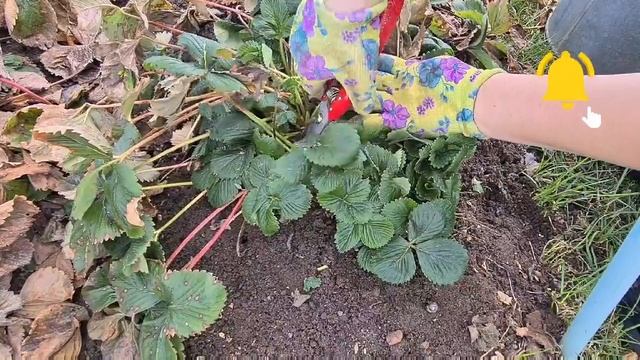 Обработка клубники весной. Первая обработка ранней весной. смотреть онлайн