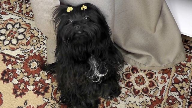 русская цветная болонка http://romanovahappyshagg.wixsite.com/mysite смотреть онлайн