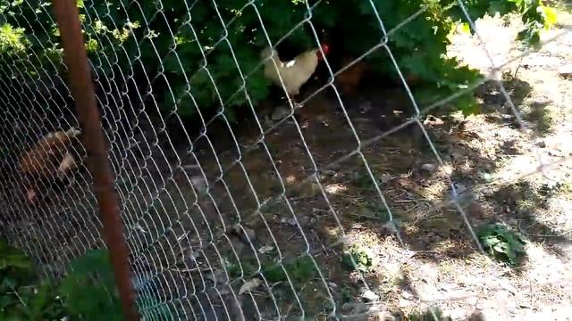 #Сделать #курятник #своими #руками на #даче. смотреть онлайн