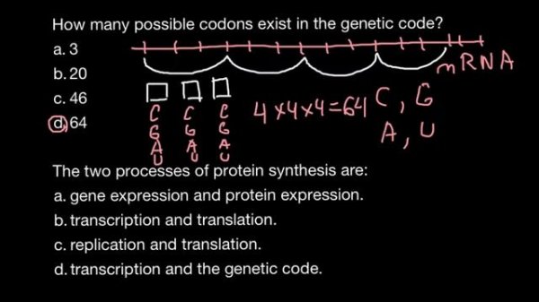 How many possible codons exist in the genetic code