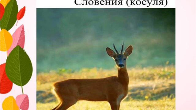 Животные символы стран мира смотреть онлайн