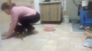 Воспитание щенка немецкой овчарки,  1 мес. 11 дней.