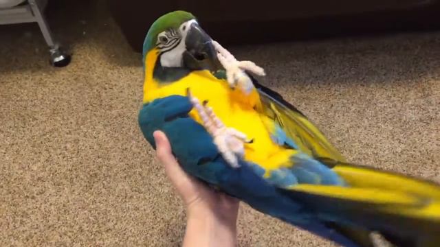 Лучший питомец попугайчик Ара