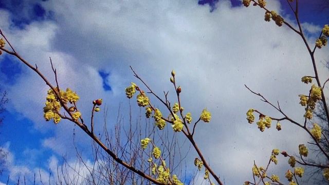 Ирена Буланова " Какой прогноз?" Читает Ольга Алистратова. смотреть онлайн