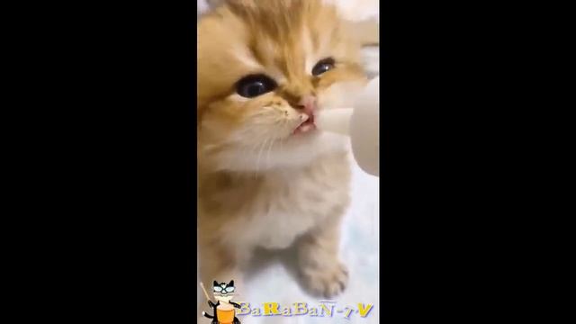 Подборка 2022. Веселые котята. смотреть онлайн