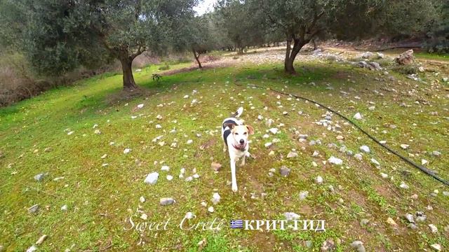 Охота на улитку-1. Алёна Фортунаки🇬🇷Крит-Гид смотреть онлайн