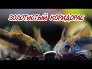ЗОЛОТИСТЫЙ КОРИДОРАС. СОДЕРЖАНИЕ В АКВАРИУМЕ.