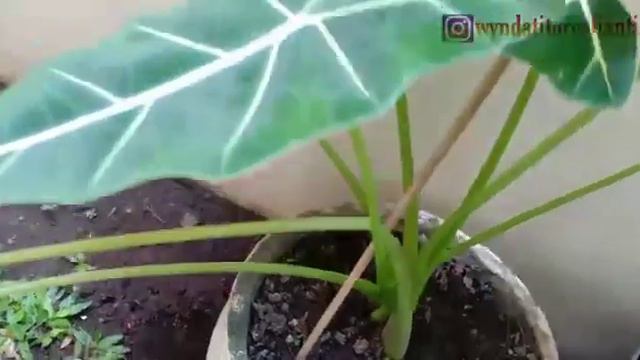Tanaman Viral || Alocasia Fridek смотреть онлайн