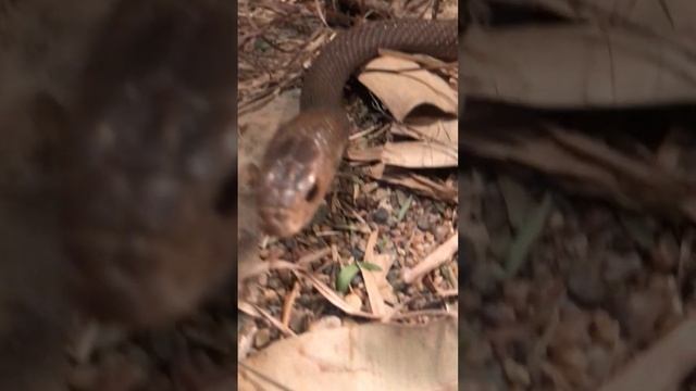 Up Close With Brown Snake - Australian Reptile Park смотреть онлайн
