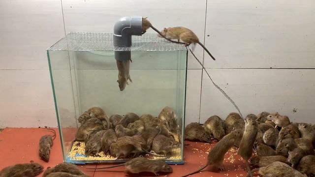 Great trick to help you catch a bunch of mice // Best homemade mouse trap смотреть онлайн