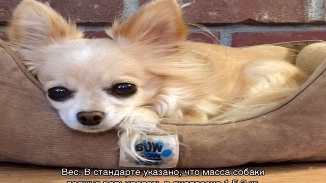 Сколько живут чихуахуа в домашних условиях смотреть онлайн