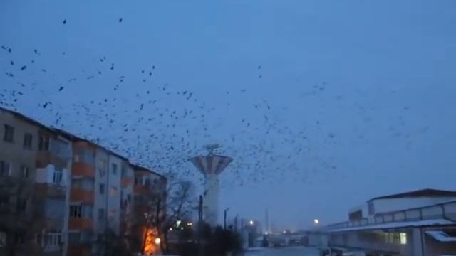 thousands of crows above the town of Vaslui, Romania смотреть онлайн