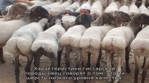 Гиссарская порода овец