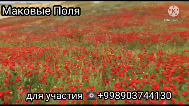 маковые поля Ташкенте смотреть онлайн