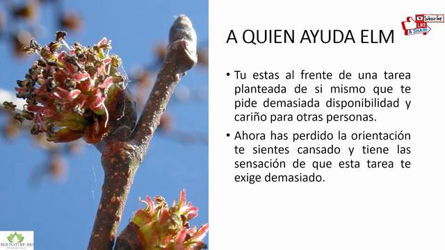 FLORES DE BACH ELM, OLMO BLANCO смотреть онлайн