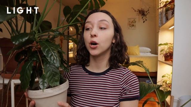 COFFEE PLANT CARE INDOORS | Why You Have Brown Leaves! | Coffea Arabica