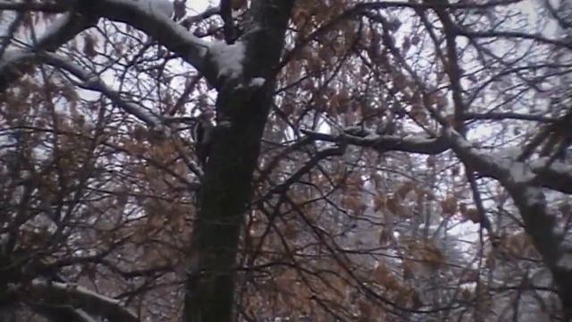 Встречи с красавцами дятлами Дятлы зимой смотреть онлайн
