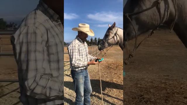Champion Bronc Rider Nick LaDuke shares how he takes care of scrapes and scratches on his horses смотреть онлайн