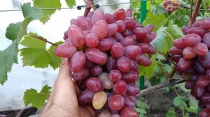 Виноград Жар Птица