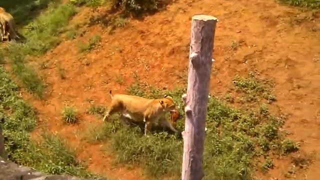 Кормление Лигра смотреть онлайн