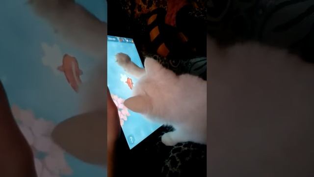 Кошачья рыбалка смотреть онлайн