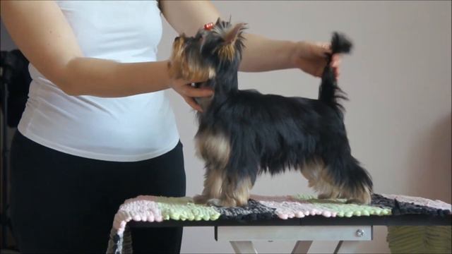 Чиппи Хай Бренд 4 мес смотреть онлайн