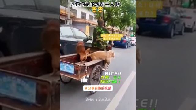 AWW-Top-Funny-Cats-And-Dogs-Videos-2022-_56