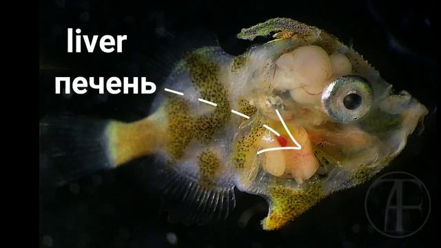 7-ми миллиметровая личинка Единорога-акреихта (Acreichthys tomentosus). смотреть онлайн