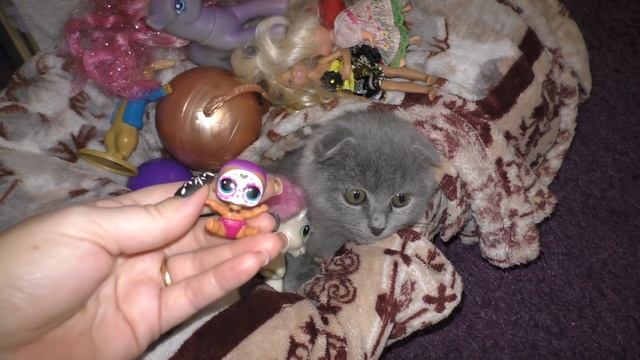 Игрушки My Little Pony и LOL для котенка Мурки / Галчата тв