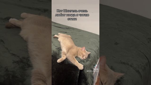 Кот Шпигель очень любит когда я читаю стихи смотреть онлайн