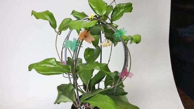 A Visit with Hoya erythrina Nara смотреть онлайн