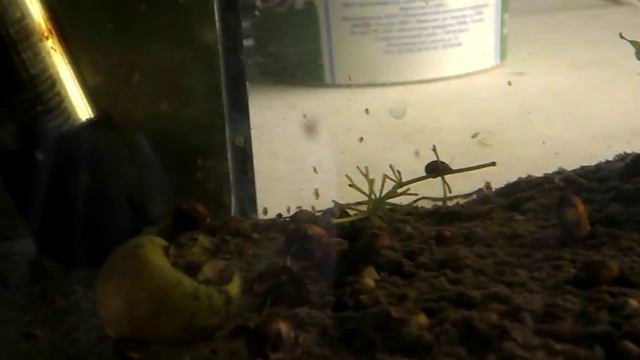 Как разводить дафнии дома ! смотреть онлайн