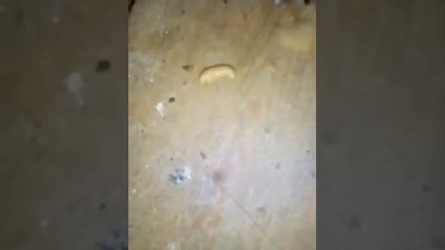 Как безопасно убрать осиное гнездо в доме? смотреть онлайн