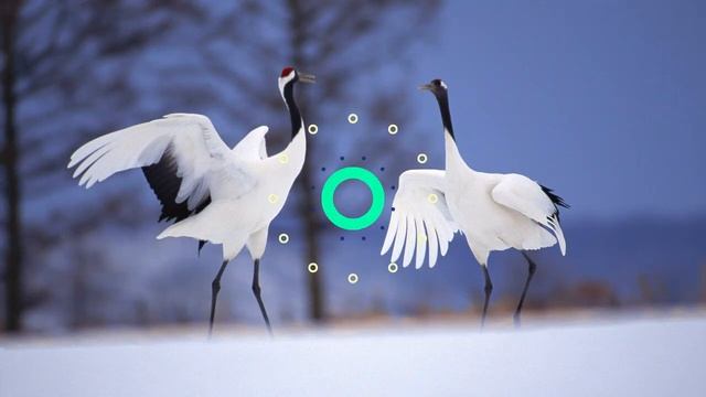 Adorage Group: Bright смотреть онлайн