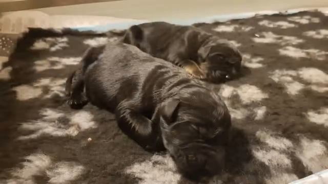 Cuccioli hovawart смотреть онлайн