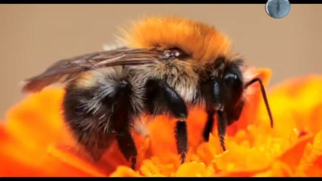 Шмель (bumblebee)