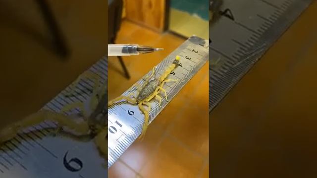 Такие водятся в горах Чеченской республики. Кавказский скорпион. смотреть онлайн
