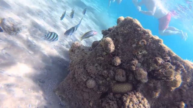 Осьминог в красном море превратился в коралл, Египет, Хургада. смотреть онлайн