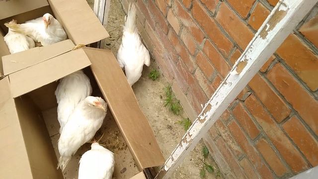 Купил на ярмарке в г Кропоткине новых птиц,знакомьтесь! смотреть онлайн