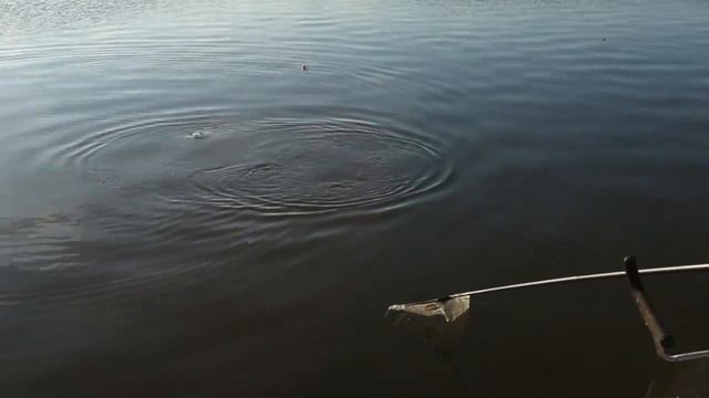 Английская донка с Алексеем Фадеевым. Ловля форели и сига на фидерную снасть HD смотреть онлайн