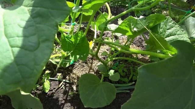 Всегда теперь делаю это с Огурцами и урожай собираю с одного куста ведрами смотреть онлайн
