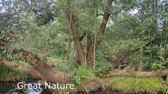 Шум Водопада, Звуки Воды, Пение Птиц это естественные Звуки Природы. Sounds Of Water.