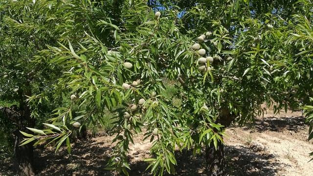 Где растут самые вкусные персики смотреть онлайн