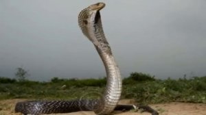 "Очковая змея или индийская кобра" ВЫПУСК №1