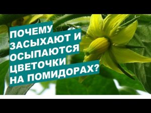 Почему на помидорах цветы засыхают и осыпаются?Why do flowers on tomatoes dry out and fall off?