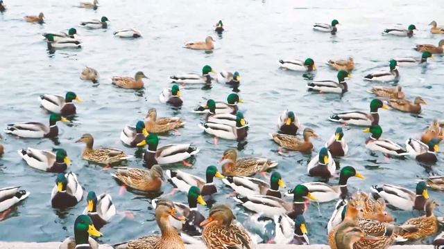 Екатерининский парк Царское село г Пушкин, СПб смотреть онлайн